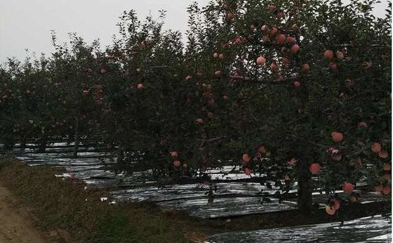 Chiều rộng 20-2300mm Cây táo Flective Nông nghiệp Kim loại Phim CPP
