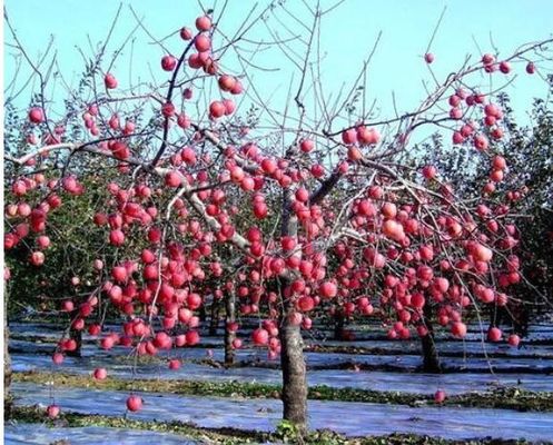 Cây táo Nhà kính 12 Micron Phim nông nghiệp có thể phân hủy sinh học