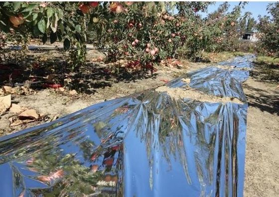 Cây táo Nhà kính 12 Micron Phim nông nghiệp có thể phân hủy sinh học
