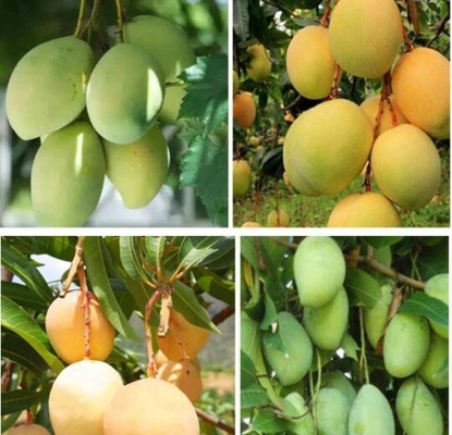 Bảo vệ cây ăn quả Việt Nam Bọc Túi giấy Xoài Không thấm nước