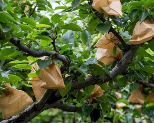 Bảo vệ cây ăn quả Việt Nam Bọc Túi giấy Xoài Không thấm nước
