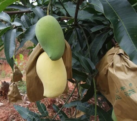 Túi bọc xoài không thấm nước Túi bảo vệ trái cây cho tiếp thị Sri Lanka