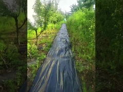 PP với độ thấm cao UV Đen và xanh chống cỏ thảm dệt nông nghiệp