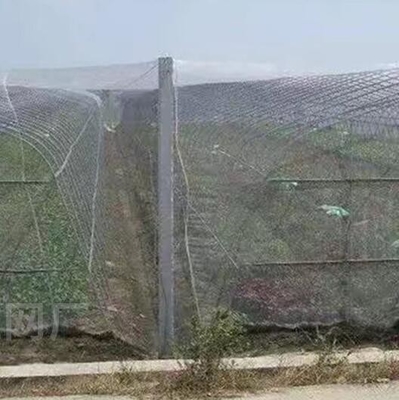Mạng chống chim nhựa PE mở rộng dày nhà kính lưới nuôi trồng nông nghiệp vườn nho lưới chống côn trùng