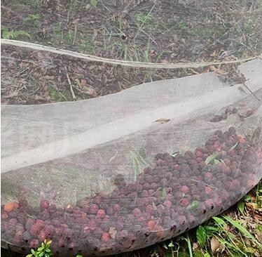 100% PE Màu trắng minh bạch Nhà kính chống côn trùng lưới cho cây và nho