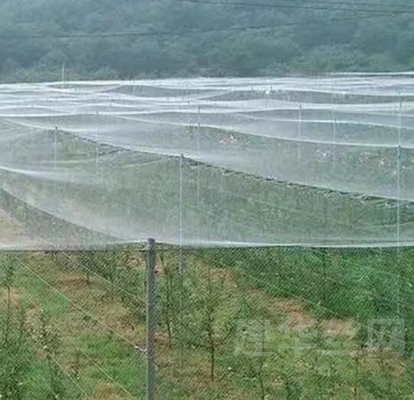 100% PE Màu trắng minh bạch Nhà kính chống côn trùng lưới cho cây và nho
