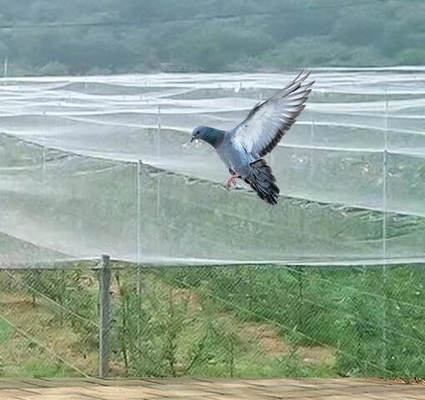 40 50 60 Mesh 125g nông nghiệp nhà kính chống côn trùng với in ấn chấp nhận được