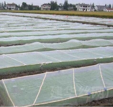 Mạng chống chim nhựa PE mở rộng dày nhà kính lưới nuôi trồng nông nghiệp vườn nho lưới chống côn trùng